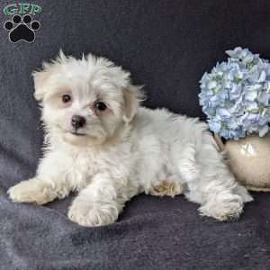 Daisy, Maltese Puppy