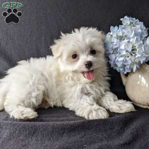 Daisy, Maltese Puppy