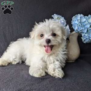 Daisy, Maltese Puppy