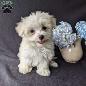 Daisy, Maltese Puppy