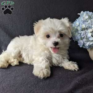 Dax, Maltese Puppy