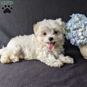 Dax, Maltese Puppy