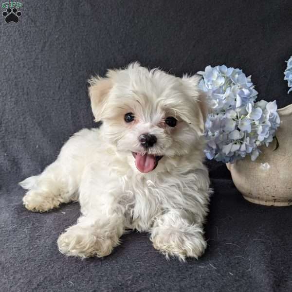 Dax, Maltese Puppy