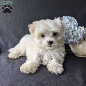 Dax, Maltese Puppy