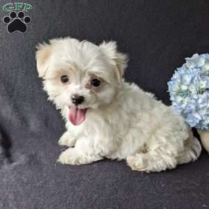 Dax, Maltese Puppy