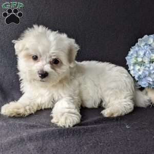 Duke, Maltese Puppy