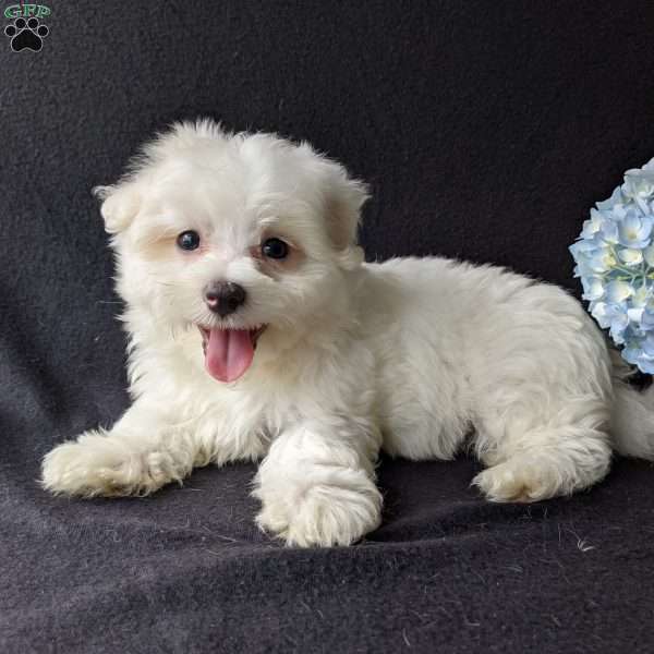 Duke, Maltese Puppy