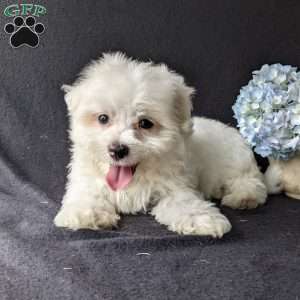 Duke, Maltese Puppy