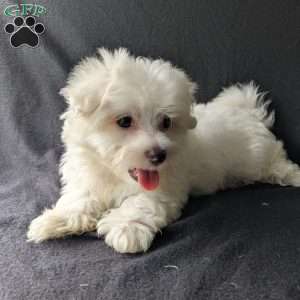 Duke, Maltese Puppy