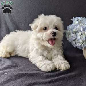 Duke, Maltese Puppy