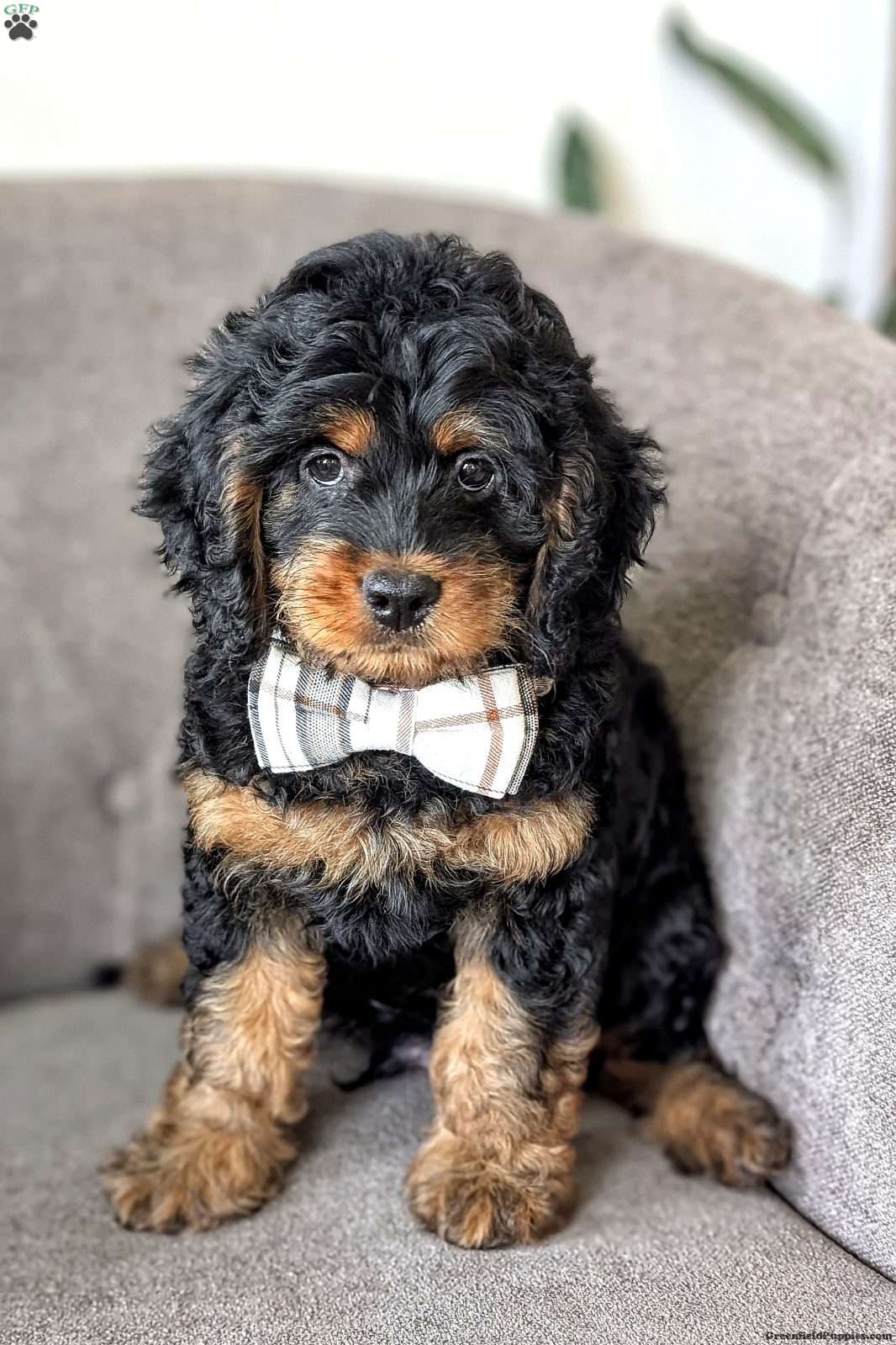Max - Mini Labradoodle Puppy For Sale in Pennsylvania