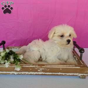 Khloe, Maltese Puppy