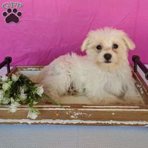 Khloe, Maltese Puppy