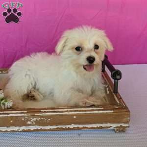 Khloe, Maltese Puppy