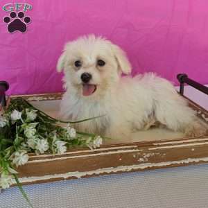 Khloe, Maltese Puppy