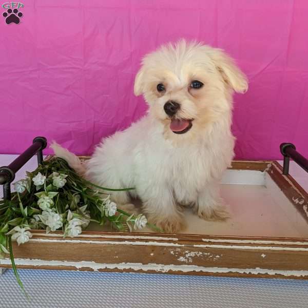 Khloe, Maltese Puppy