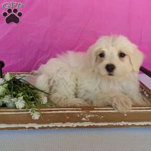 Kip, Maltese Puppy