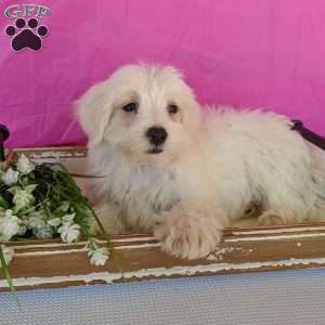 Kip, Maltese Puppy