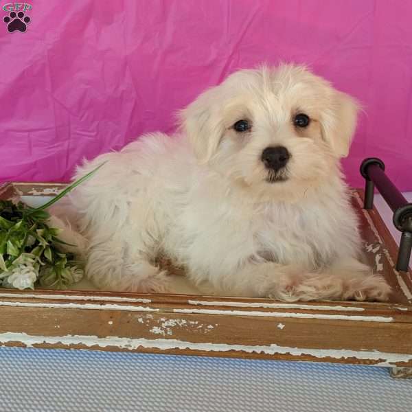 Kip, Maltese Puppy