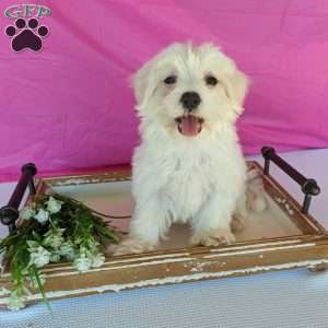 Kip, Maltese Puppy