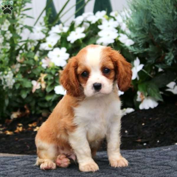 Pablo, Cavalier King Charles Spaniel Puppy