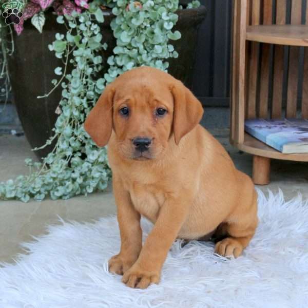 Paisley, Fox Red Labrador Retriever Puppy