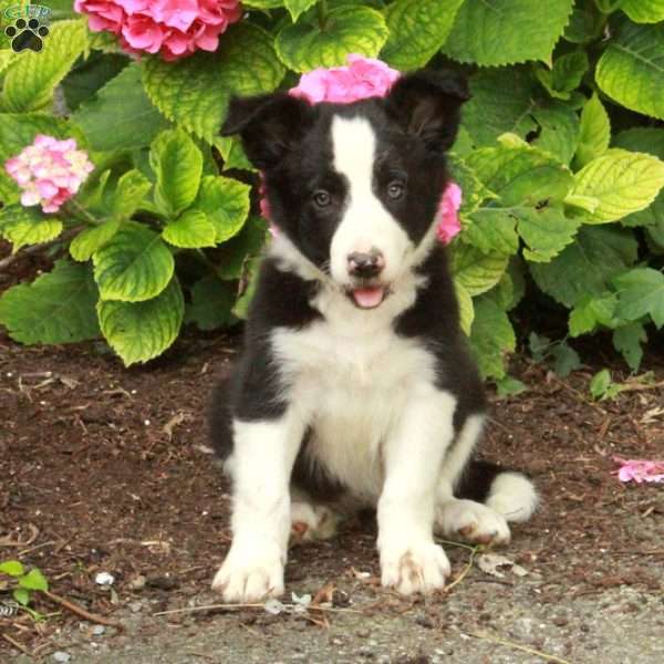 Pansy, Border Collie Puppy