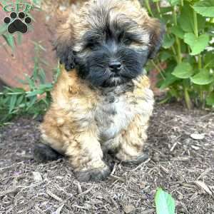 Pansy, Shih-Poo Puppy