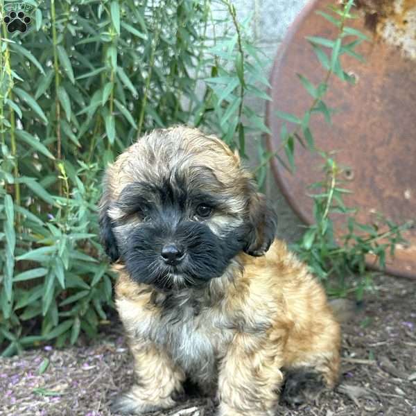 Pansy, Shih-Poo Puppy