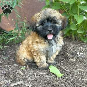 Pansy, Shih-Poo Puppy