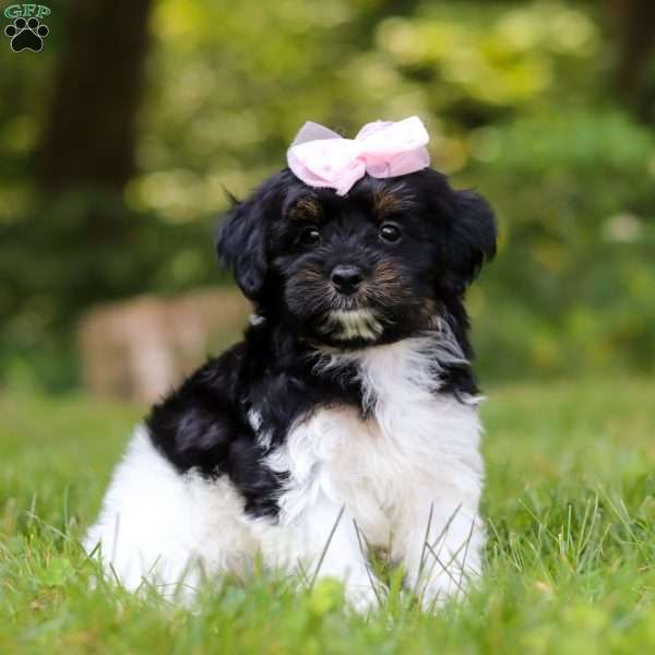 Paris, Yorkie Poo Puppy