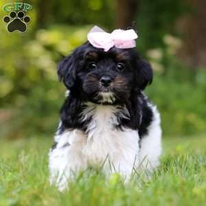 Paris, Yorkie Poo Puppy