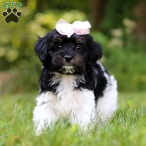 Paris, Yorkie Poo Puppy
