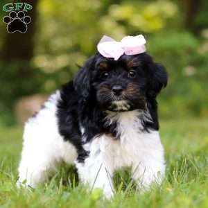 Paris, Yorkie Poo Puppy