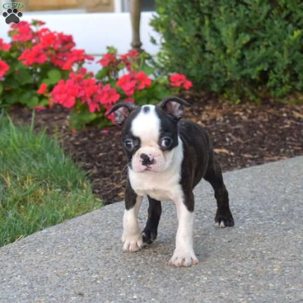 Paris, Boston Terrier Puppy