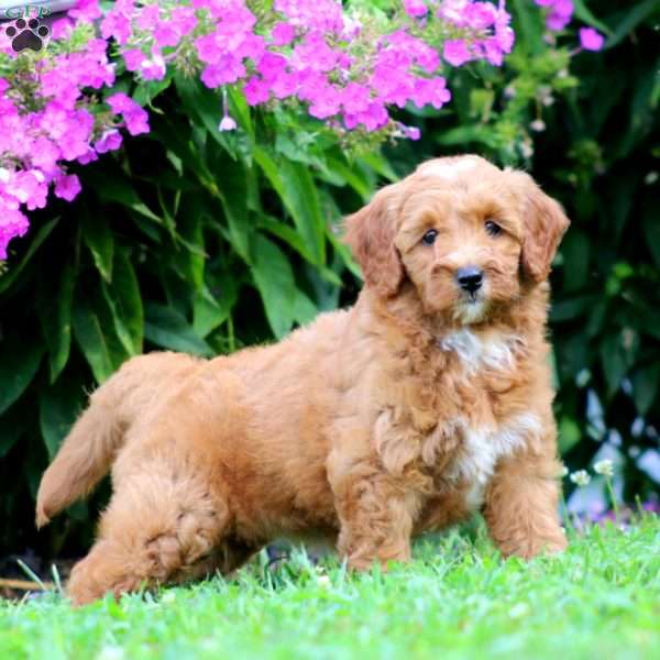 Paris, Mini Goldendoodle Puppy
