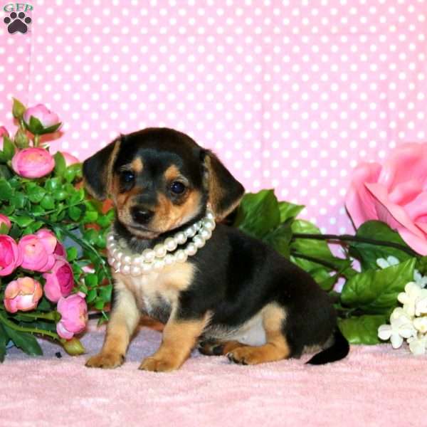 Paris, Chiweenie Puppy