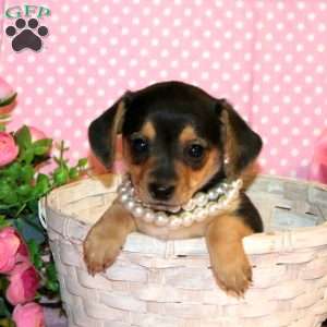 Paris, Chiweenie Puppy