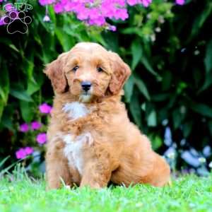 Paris, Mini Goldendoodle Puppy