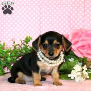 Paris, Chiweenie Puppy