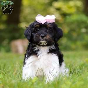 Paris, Yorkie Poo Puppy