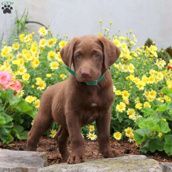 Parker, Chocolate Labrador Retriever Puppy