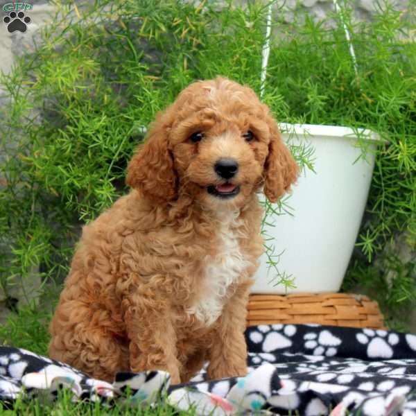 Parker, Cavapoo Puppy