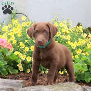 Parker, Chocolate Labrador Retriever Puppy
