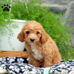 Parker, Cavapoo Puppy