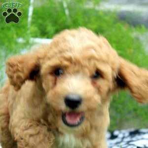 Parker, Cavapoo Puppy
