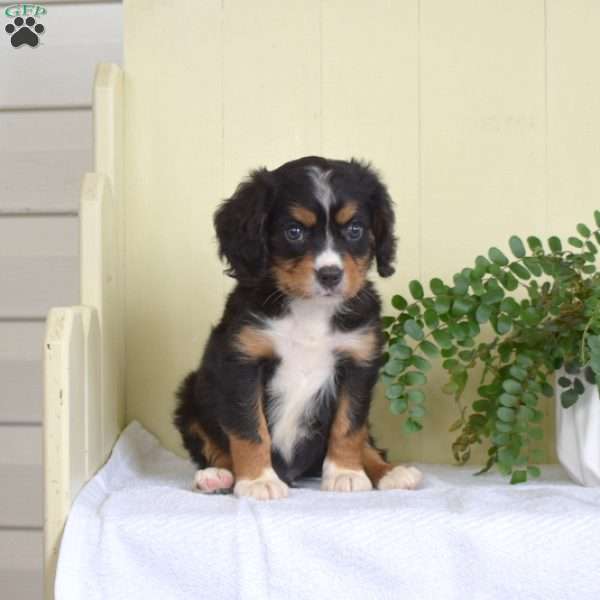Patches, Miniature Bernese Mountain Dog Puppy