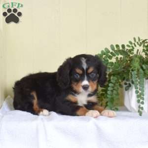 Patches, Miniature Bernese Mountain Dog Puppy