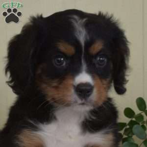 Patches, Miniature Bernese Mountain Dog Puppy