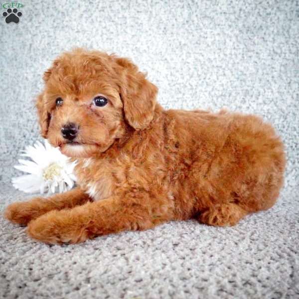 Patrick, Toy Poodle Puppy